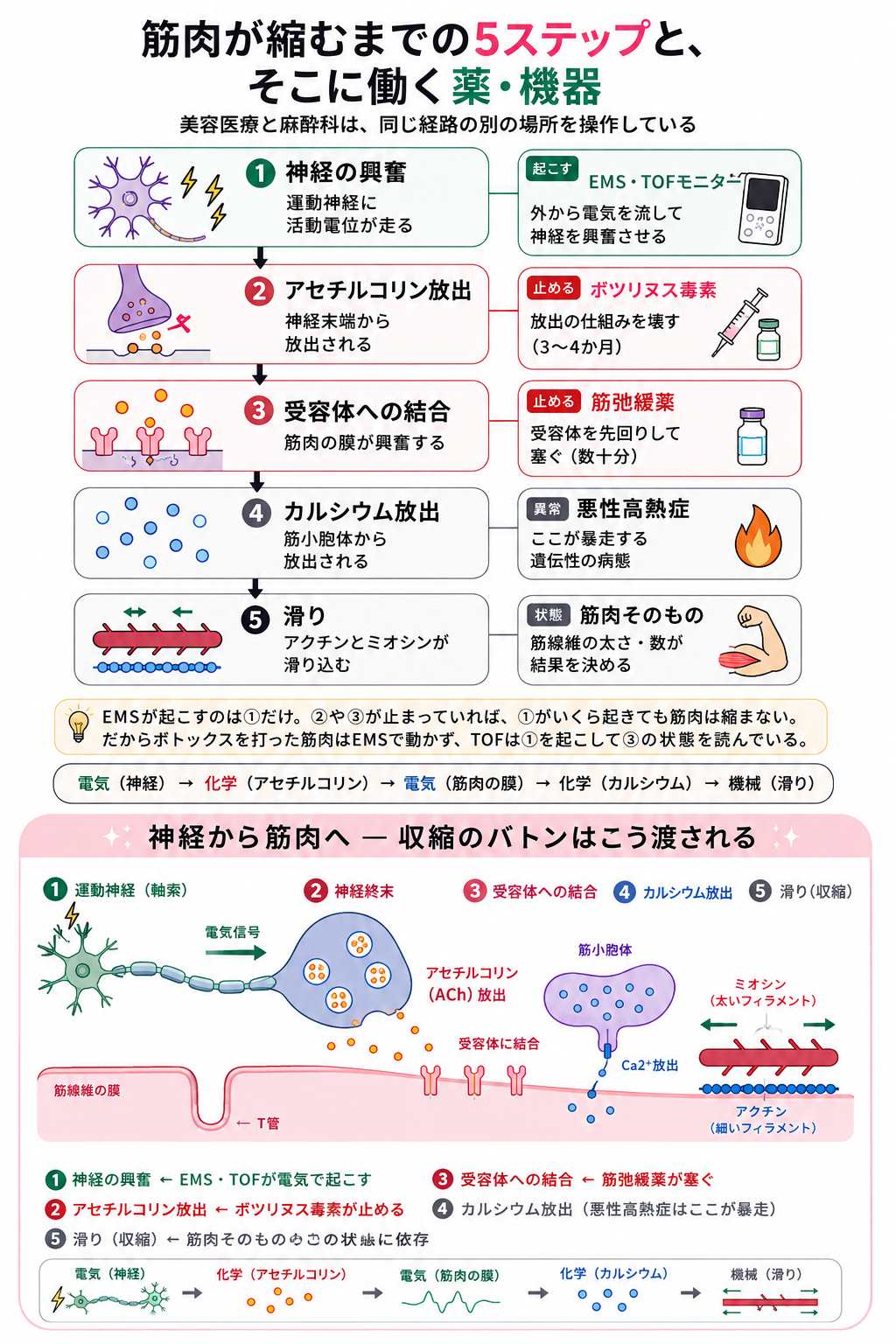 筋肉が縮むまでの5ステップと、そこに働く薬・機器の図解。EMS・TOFモニターは神経の興奮を起こし、ボツリヌス毒素はアセチルコリン放出を止め、筋弛緩薬は受容体への結合を塞ぐ