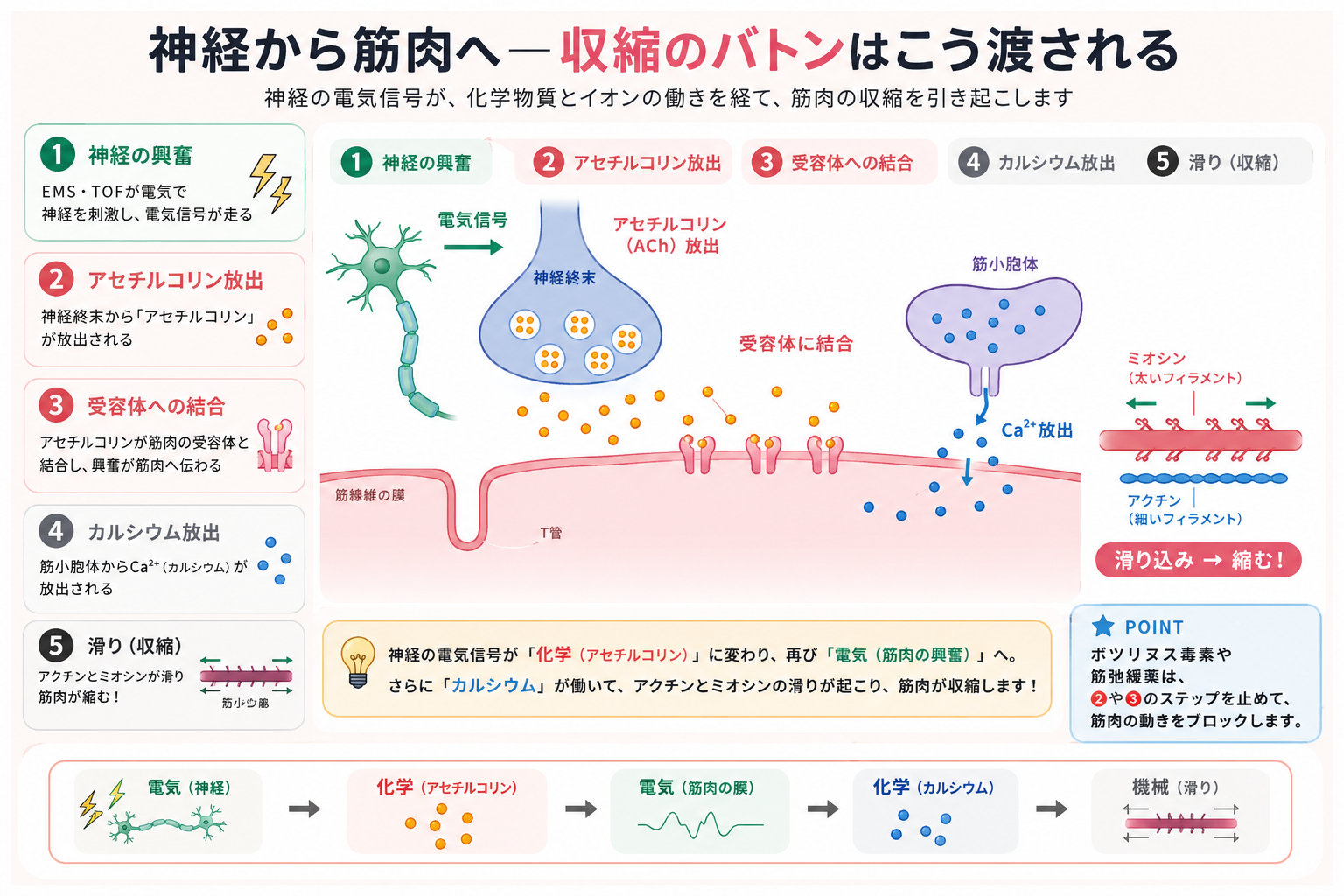 神経から筋肉へ収縮のバトンが渡される5ステップの図解。運動神経の電気信号がアセチルコリン放出・受容体への結合・カルシウム放出を経て、アクチンとミオシンの滑り（収縮）を引き起こす